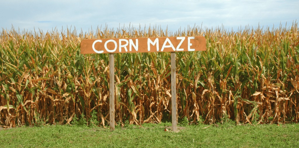 Corn Maze