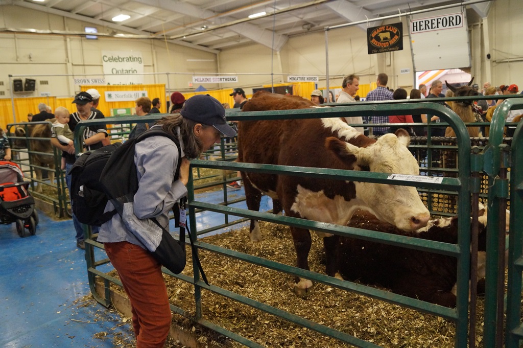 Norfolk County Fair & Horse Show (2013)