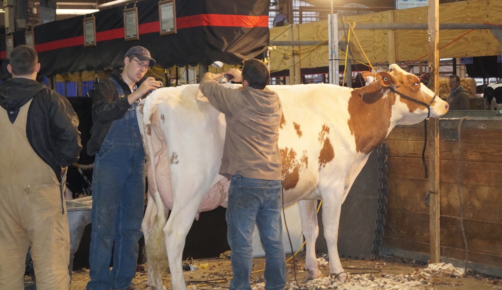 Well Cared for Animals