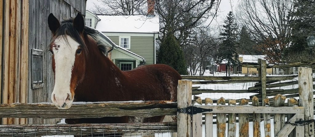 Horse at Fence - The Village at Black Creek