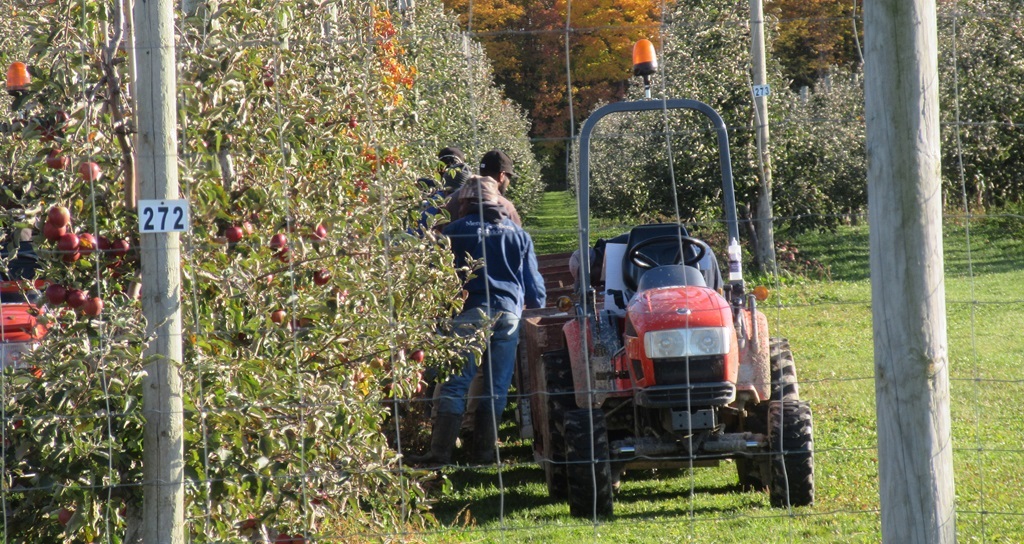 Farm Workers – Apple Orchard