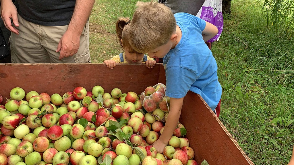 Apple Orchard Experience