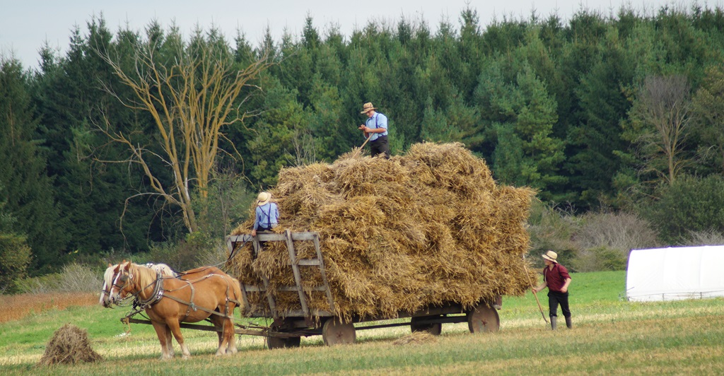 Mennonite Farming