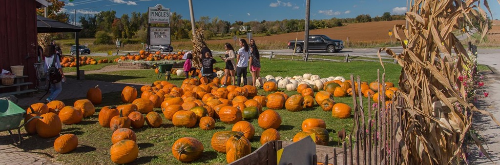 Pringle's Harvest Festival