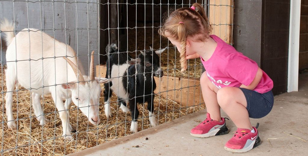 Springridge Farm Animal Barn