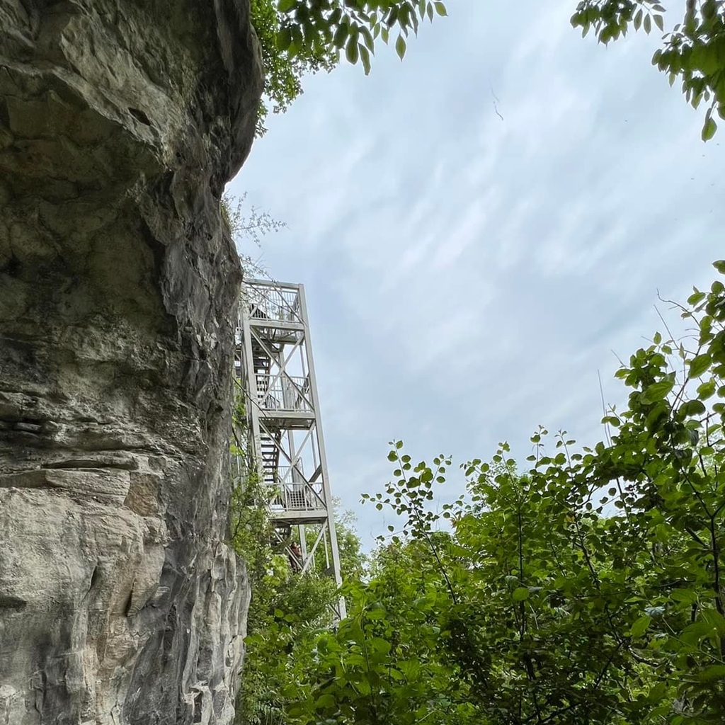 Tower through the Trees