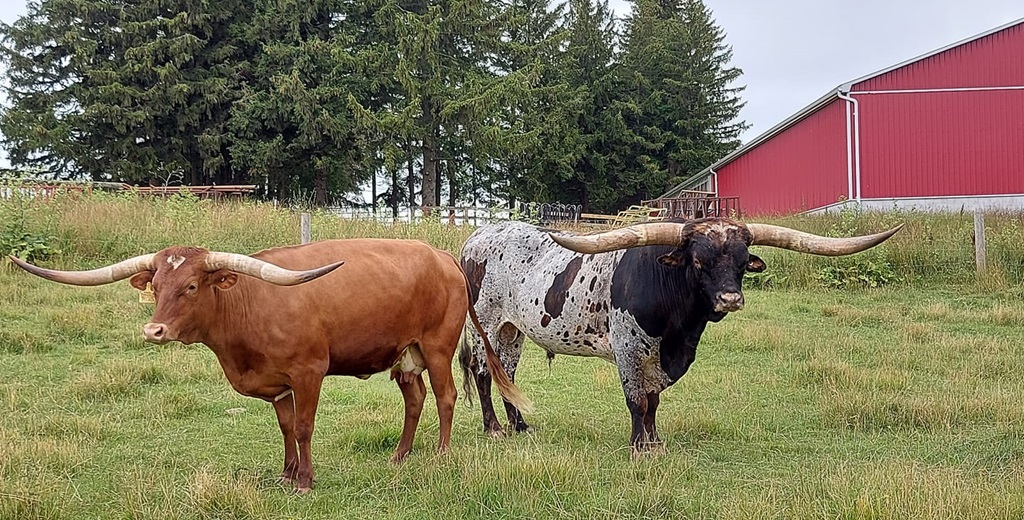 Farm - Longhorn Cattle
