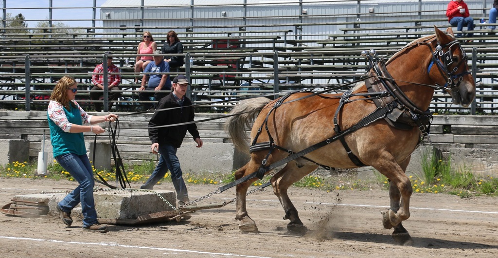 Horse Pull - Haliburton County Fair