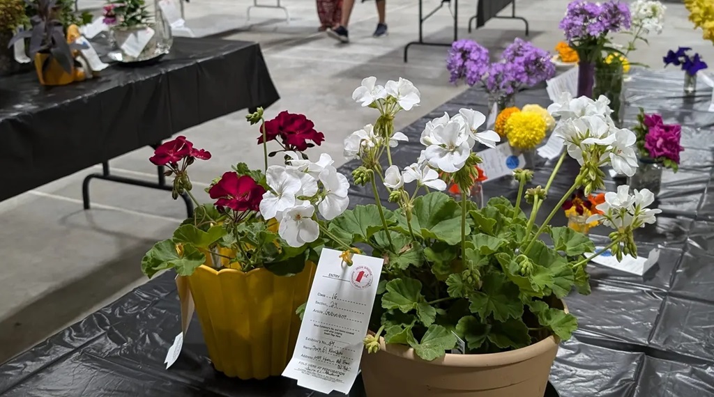 Floral Display - Iron Bridge Fall Fair