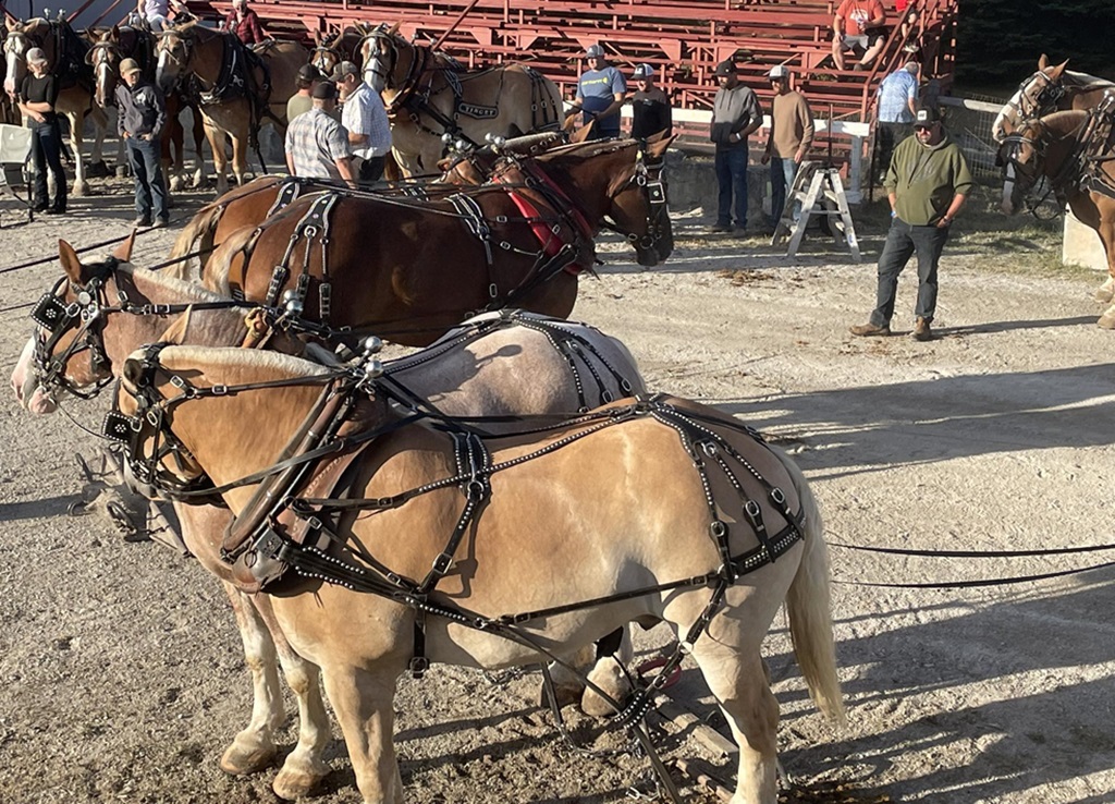 Heavy Horses - Kinmount Fair