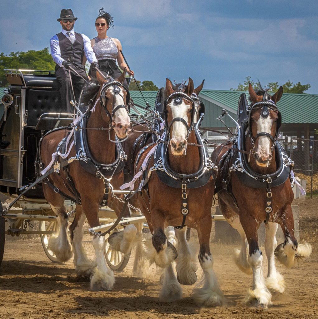Horse Show - Listowel Fair