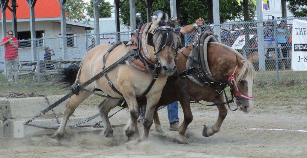 Heavy Horse Pull - Lombardy Fair