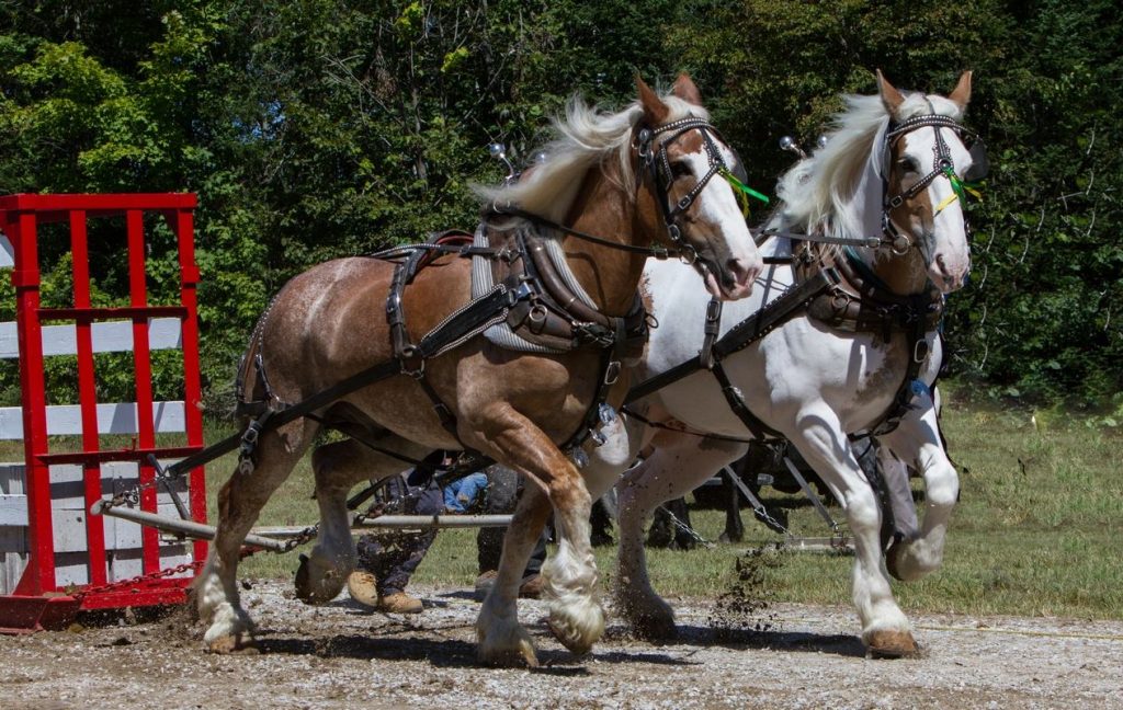 Heavy Horse Pull - Maberly Fair