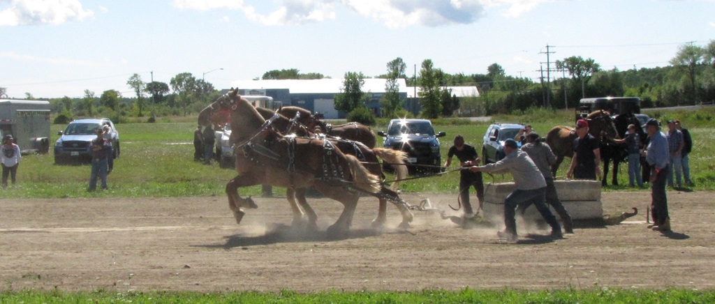 Heavy Horse Pull - Manitowaning Fair