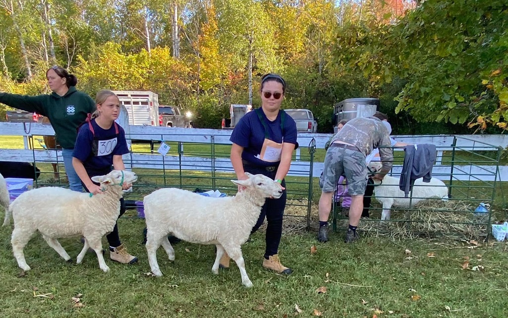 Sheep Judging - McDonald's Corners Fair