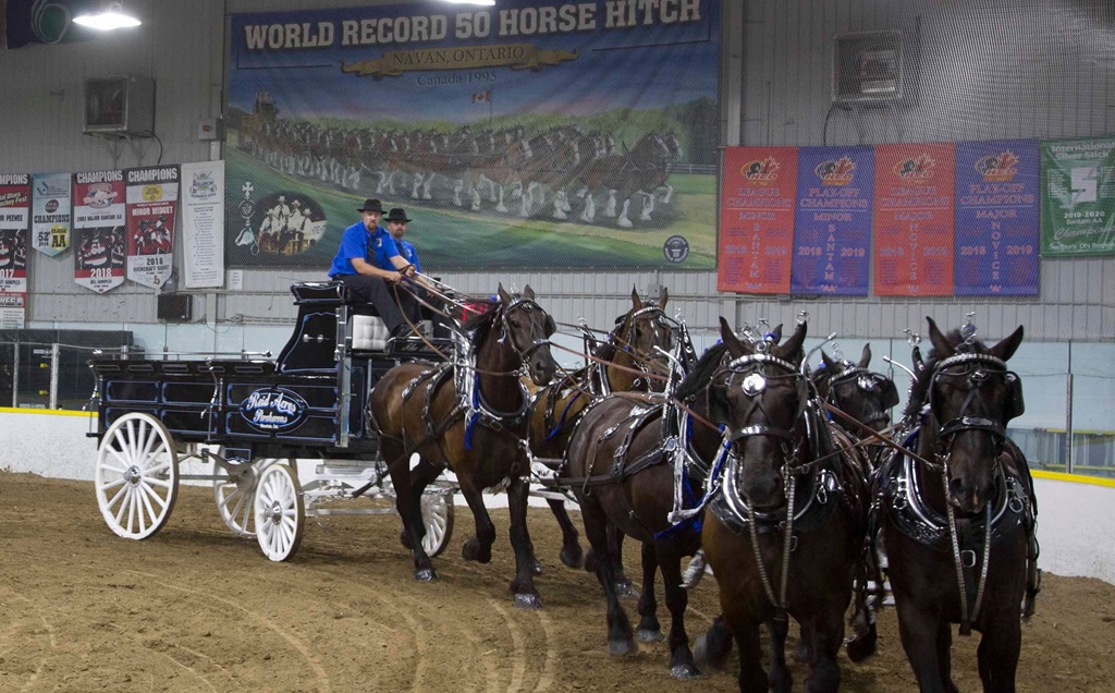 6 Horse Hitch - Navan Fair