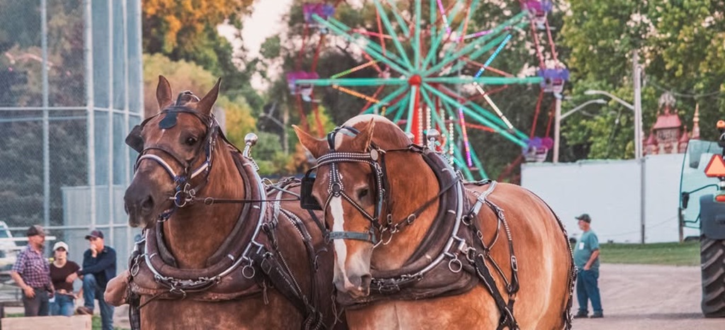 Heavy Horses - New Hamburg Fall Fair