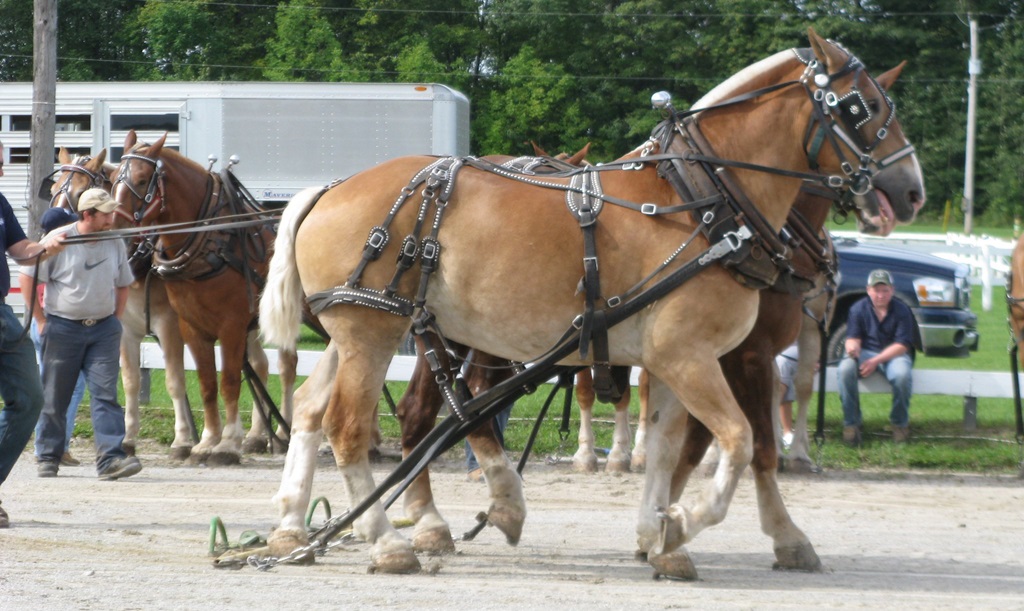 Heavy Horse Pull - Orillia Fall Fair