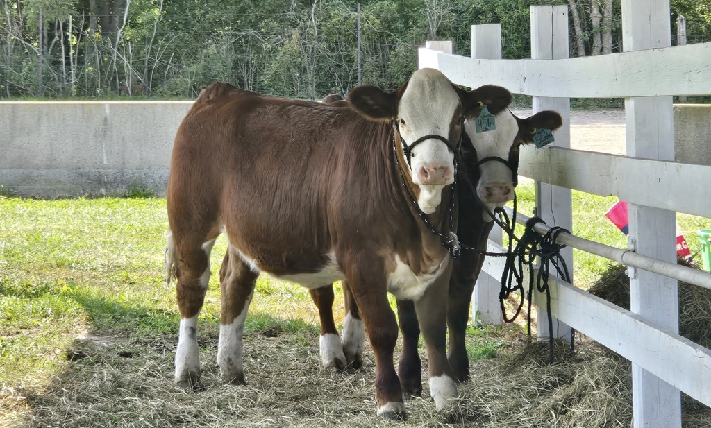 Cattle Show - Plympton-Wyoming Fall Fair