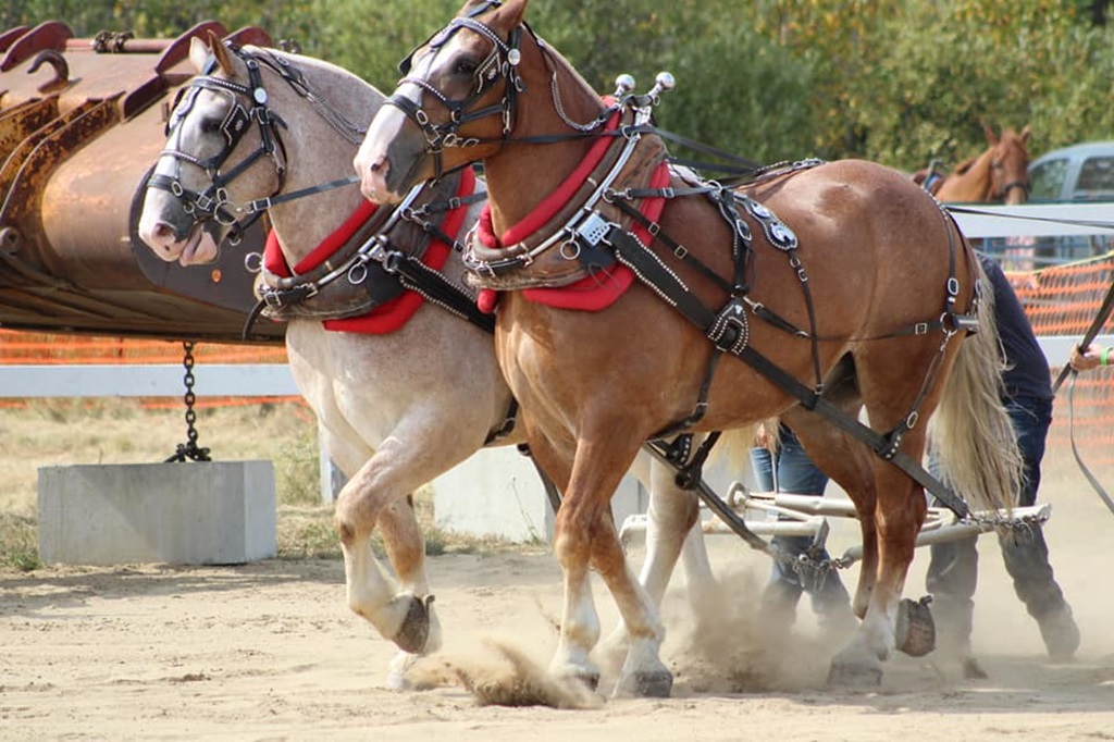Heavy Horse Pull - Porquis Fall Fair