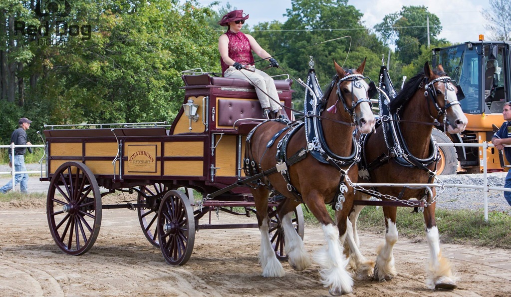 2 Horse Hitch Wagon - Riceville Fair