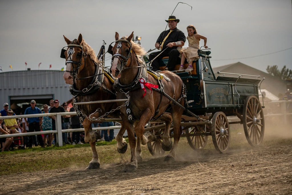 Two Horse Hitch - Expo Shawville Fair