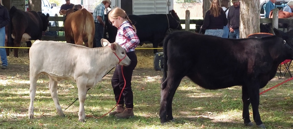 Cattle Show - Sunderland Fall Fair