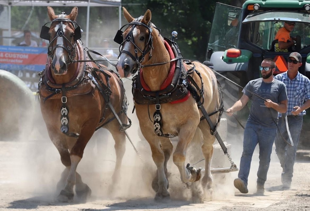 Heavy Horse Pull - Tweed Fair