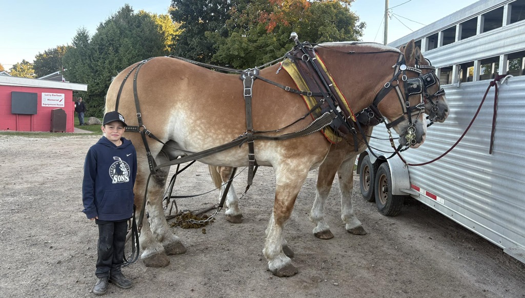 Heavy Horses - Wiarton Fall Fair