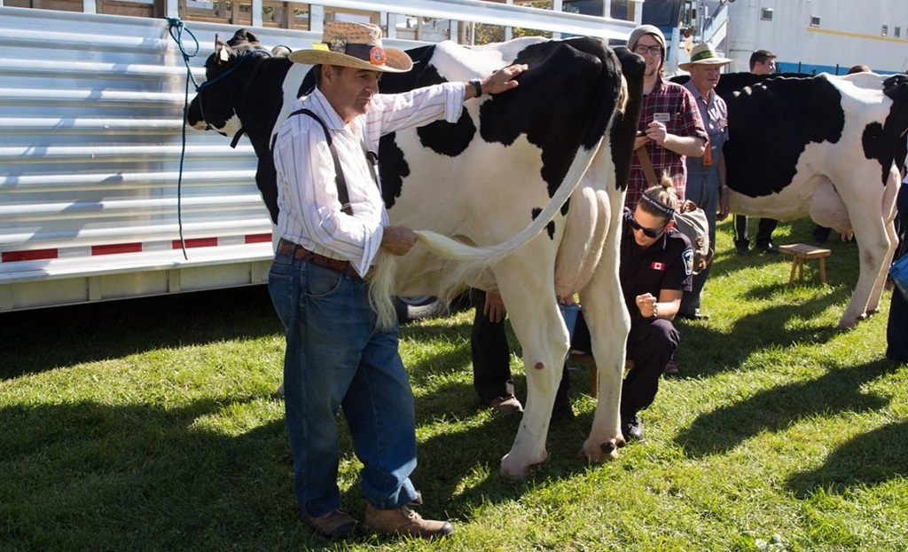 Cattle Show - Woodbridge Fall Fair