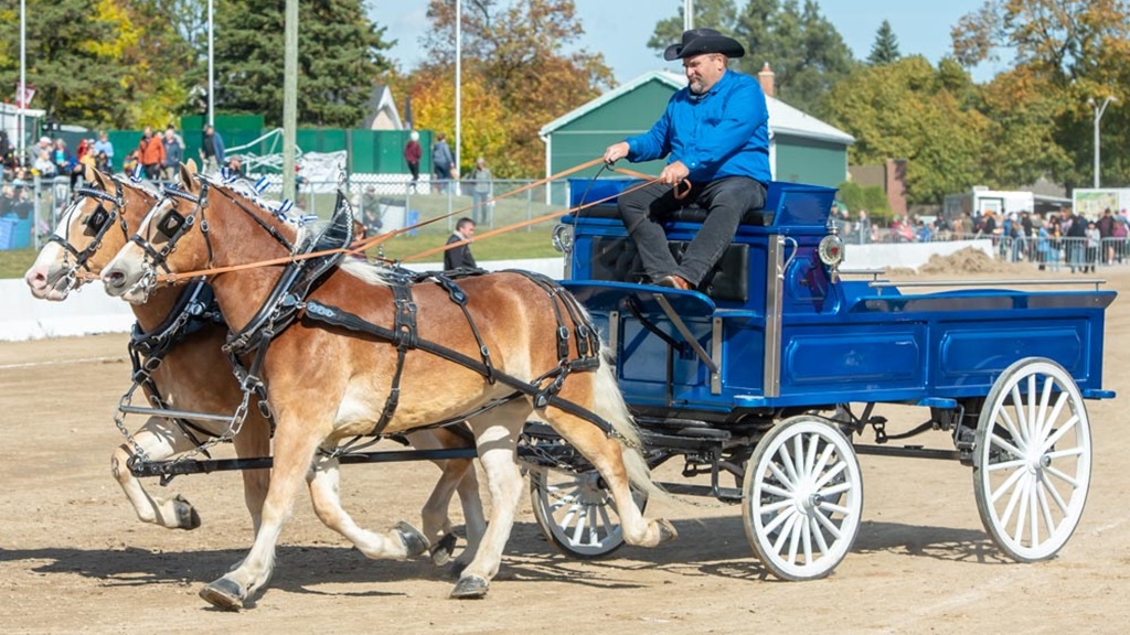 Horses and wagon - Erin Fall Fair