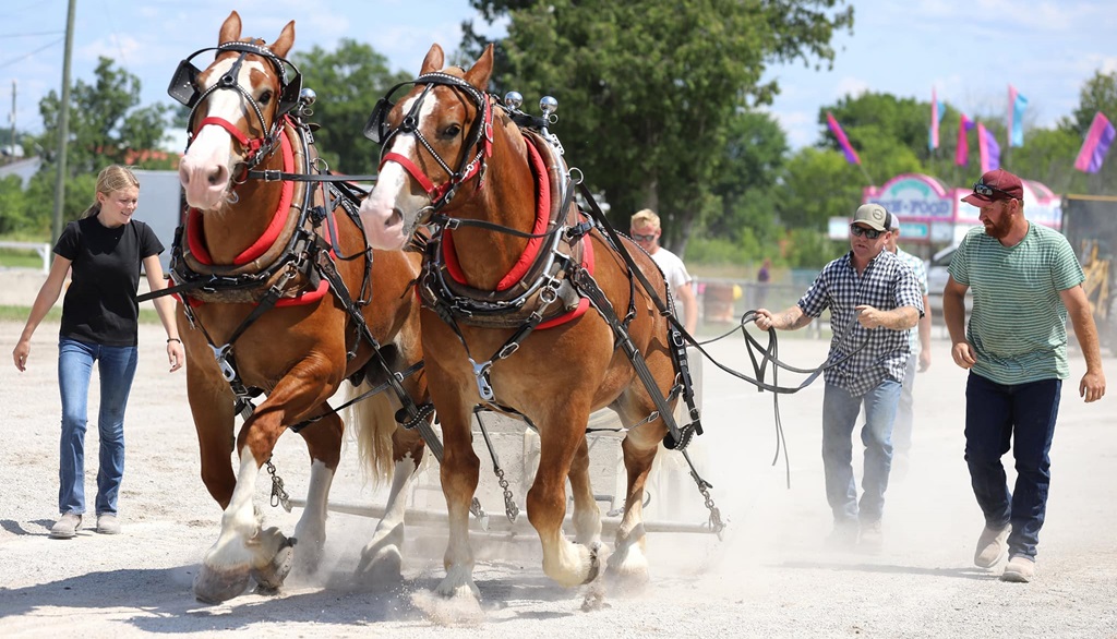 Heavy Horse Pull - Fenelon Fair