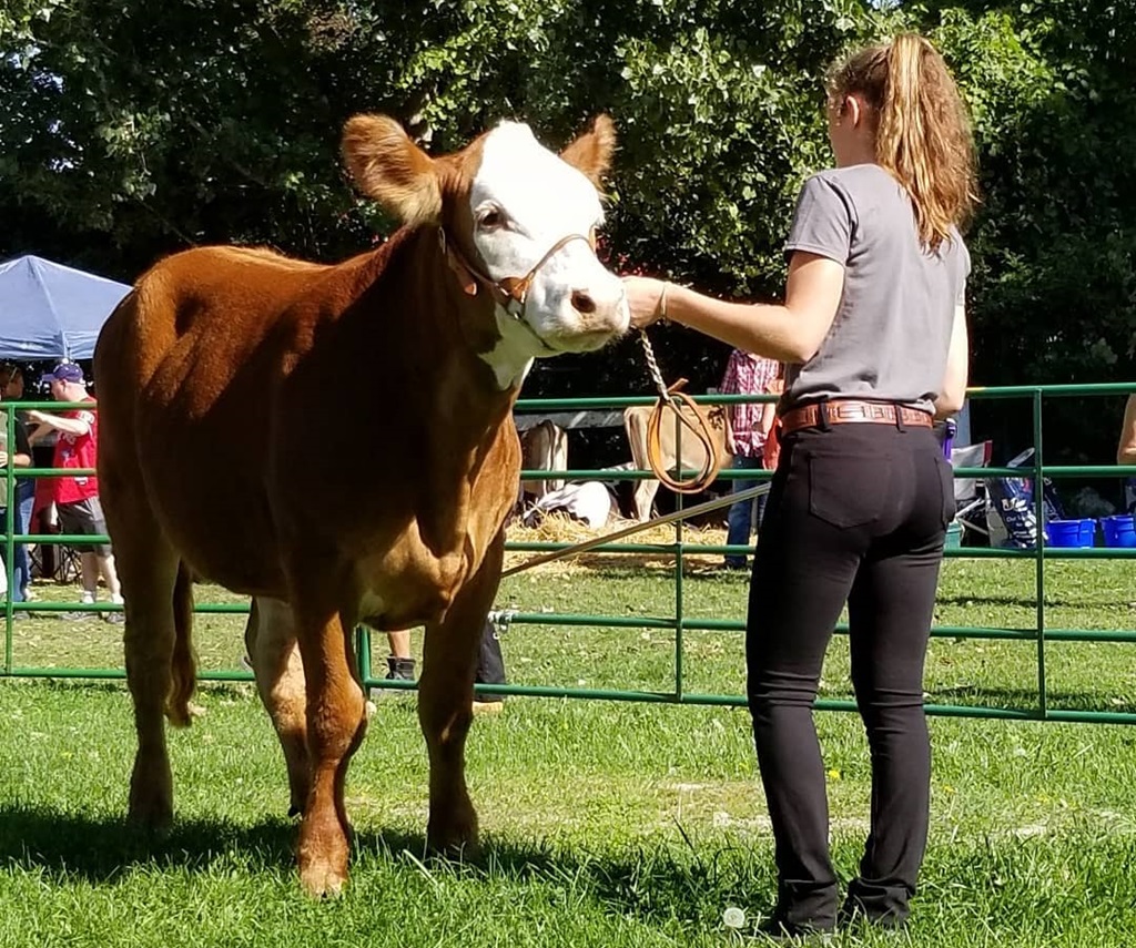 Cattle Show Judging - Fergus Fall Fair
