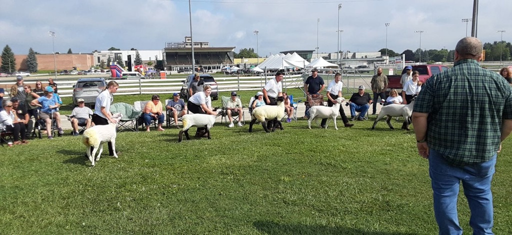 Sheep Judging - Hanover Fair