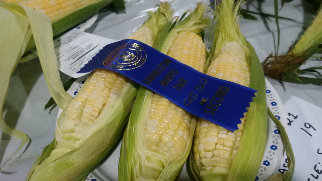 Winning Corn - Harriston-Minto Fall Fair