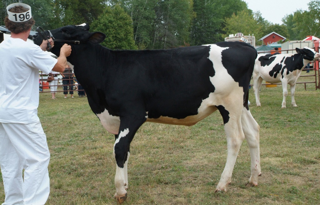4-H Cattle Judging - Hymers Fall Fair