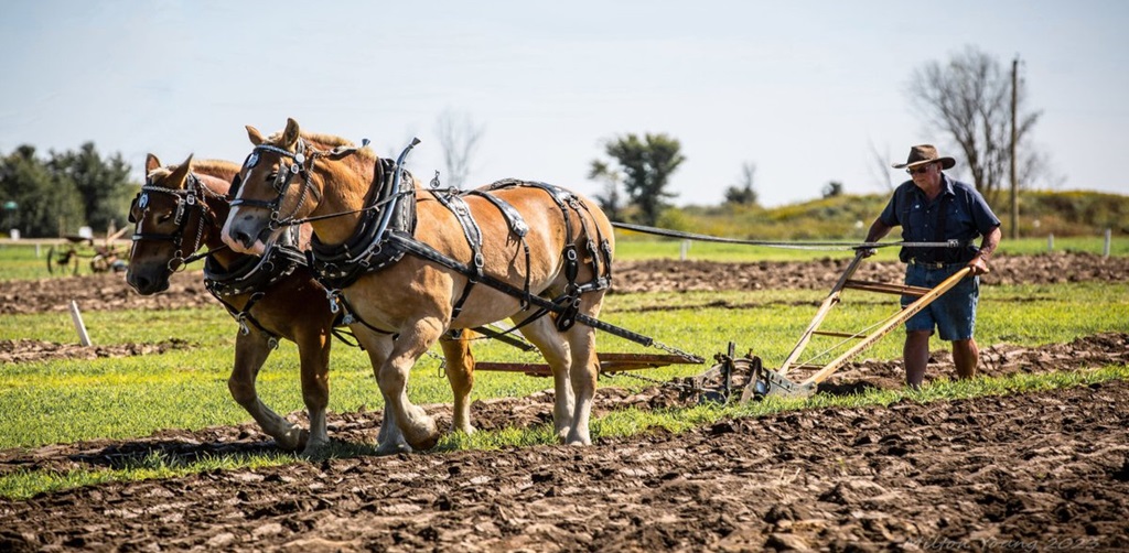 Horse drawn Plowing - IPM