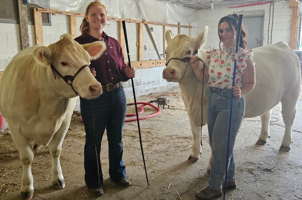 Cattle Show - Kingston Fall Fair
