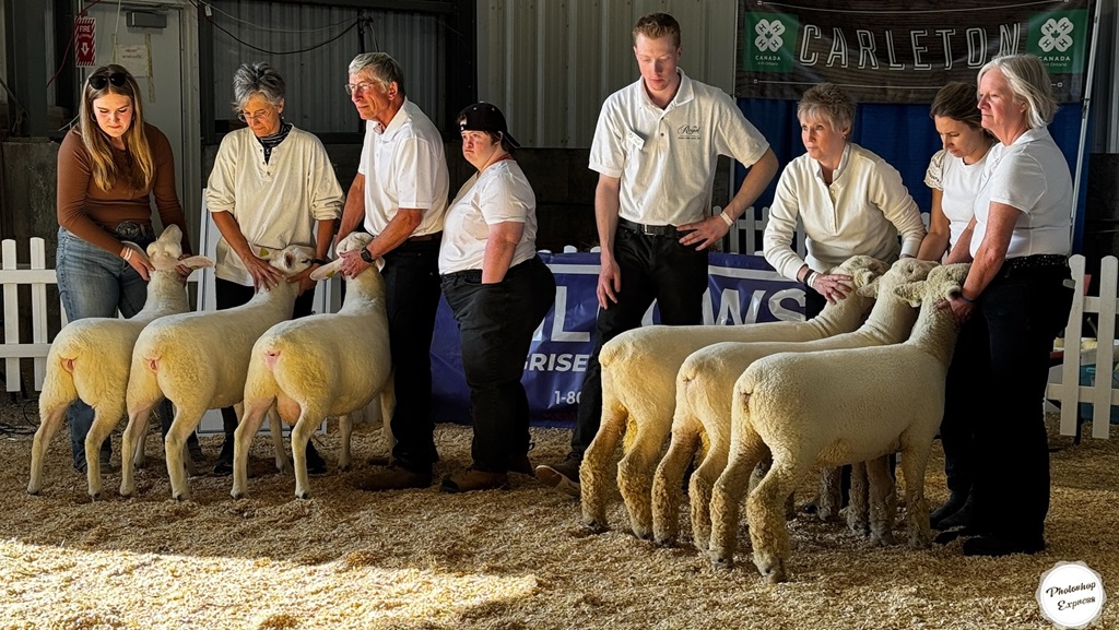 Sheep Judging - Metcalfe Fair