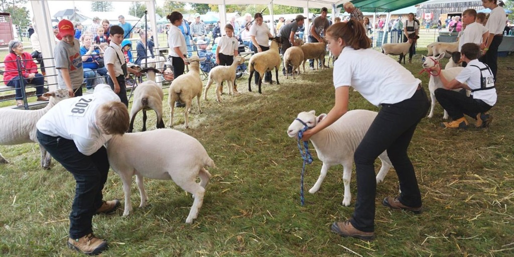 Sheep Judging