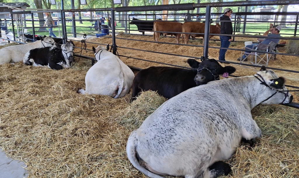 Cattle Show - Mitchell Fall Fair