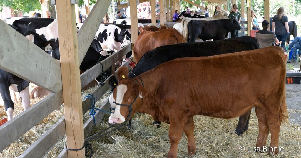 Cattle Show - Odessa Fair