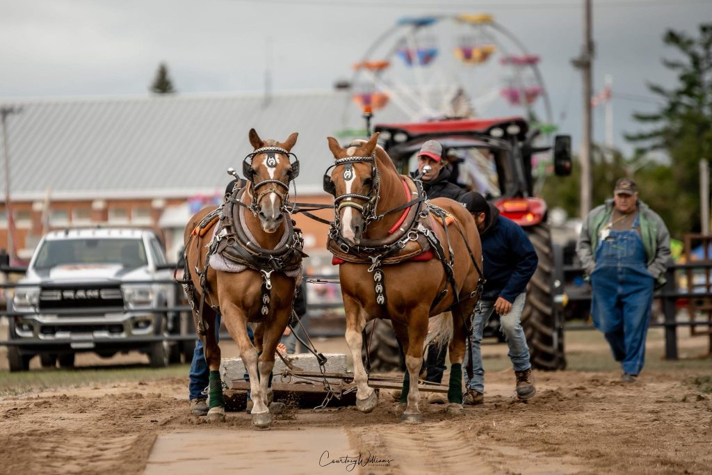 Heavy Horse Pull - Renfrew Fair
