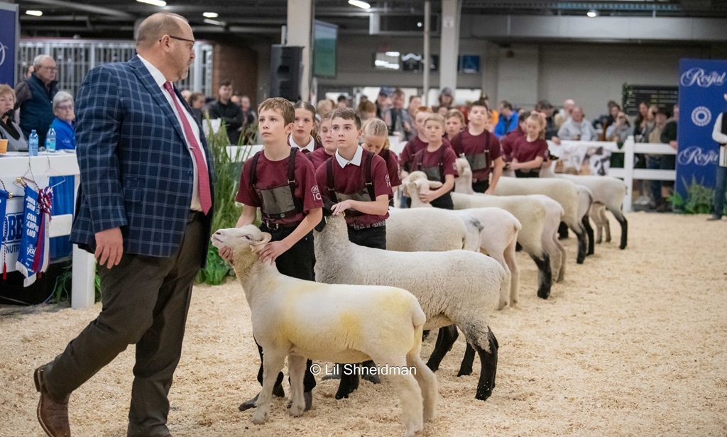 Lamb Judging - Royal Agricultural Winter Fair