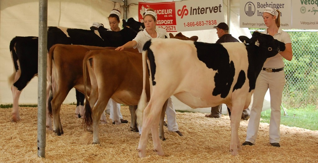 Cattle Show - Russell Fair