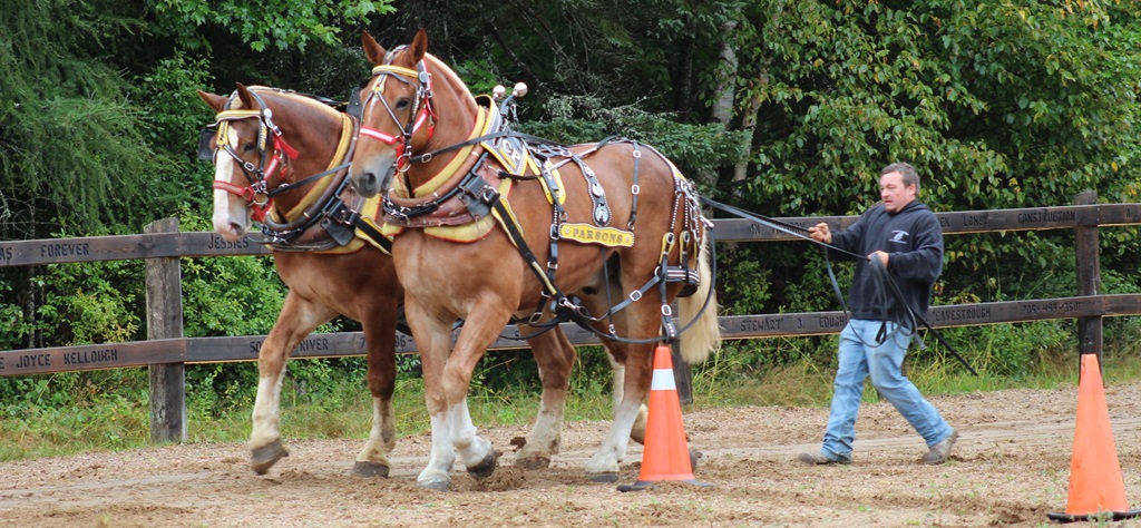 Heavy Horse Team - South River Machar Fall Fair