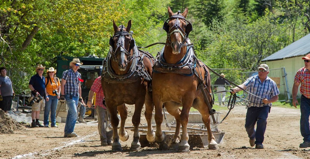 Heavy Horse Pull - Schomberg Spring Fair