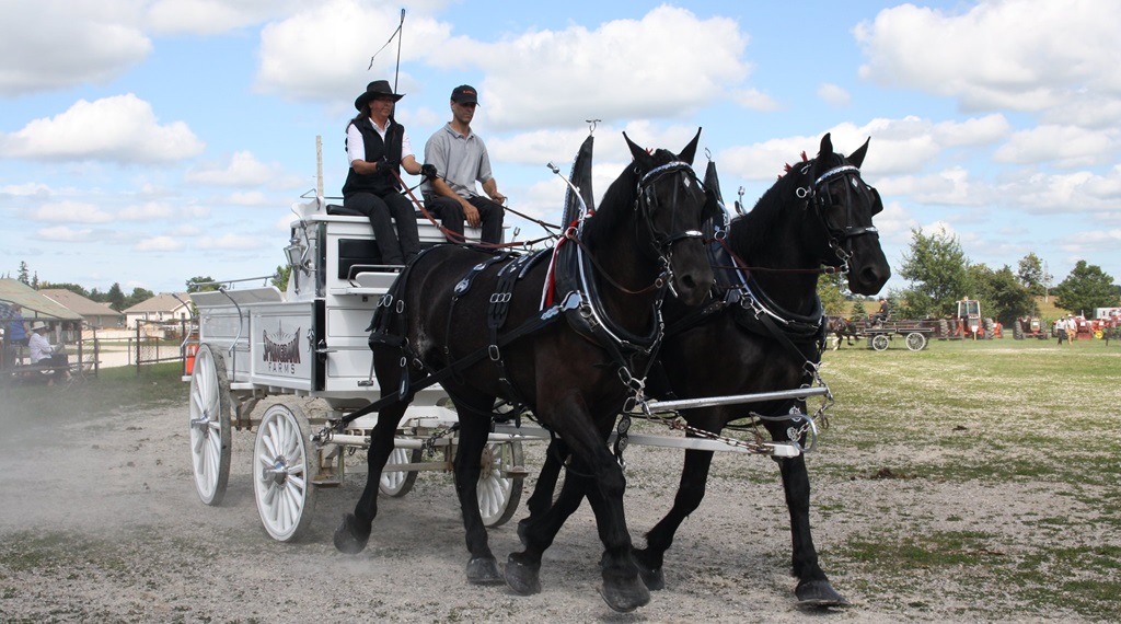 2 Horse Hitch Wagon - Seaforth Fall Fair
