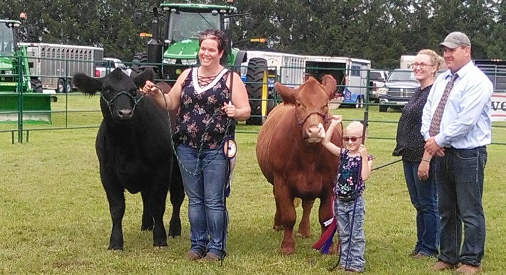 Cattle Show - Shedden Fair