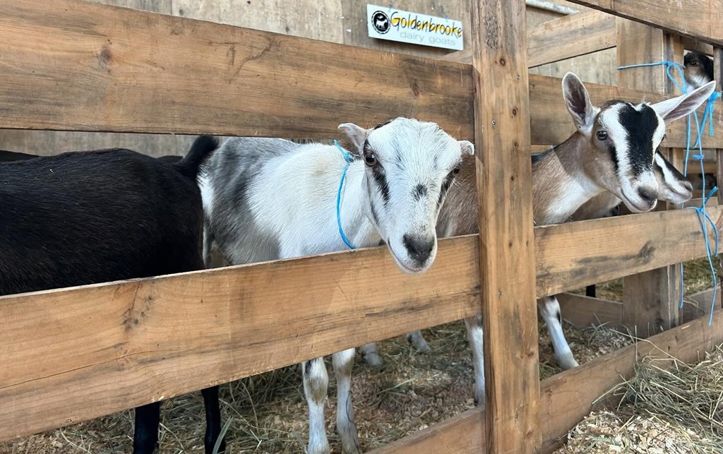 Goat Show - Spencerville Fair